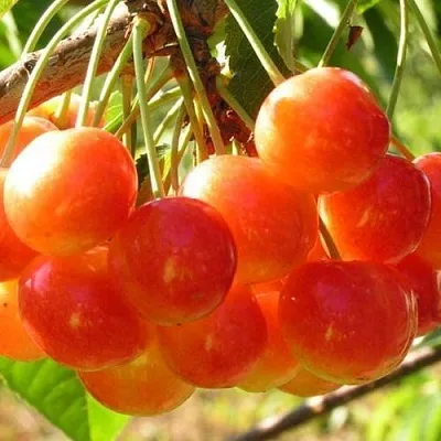 Черешня СОПЕРНИЦА  Черешня СОПЕРНИЦА в Россоши