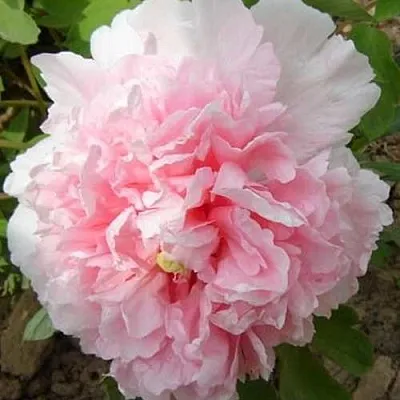 Пион БУКЕТ РОЗОВЫХ ГВОЗДИК древовидный  Пион БУКЕТ РОЗОВЫХ ГВОЗДИК древовидный в Россоши