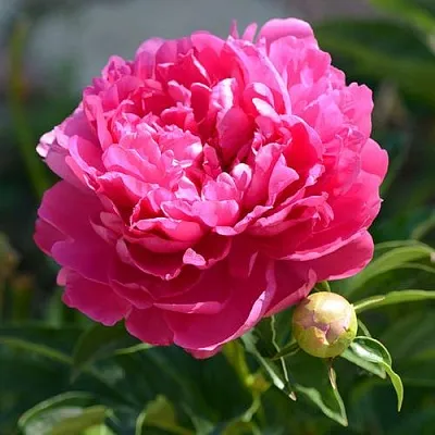 Пион БУШЕЛА травянистый  Пион БУШЕЛА травянистый в Россоши