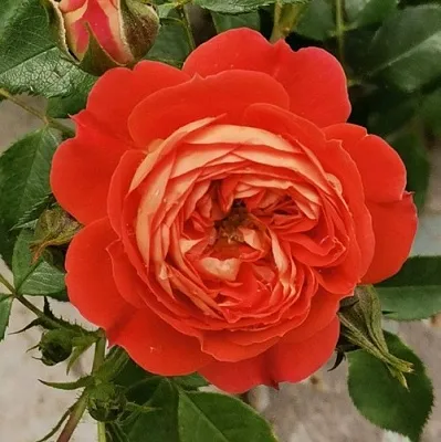 Саженцы роз СТАРЛЕТ РОУЗ КАРМЕН плетистая  Саженцы роз СТАРЛЕТ РОУЗ КАРМЕН плетистая в Россоши