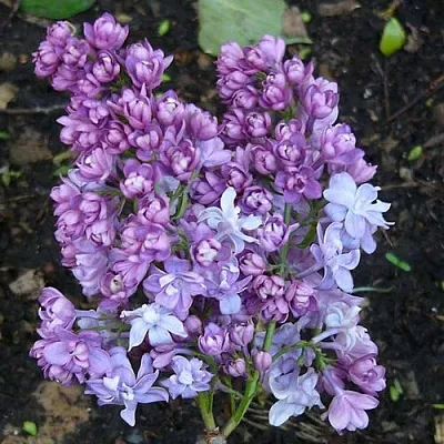 Сирень НАДЕЖДА в Россоши