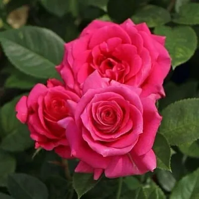 Саженцы роз ЛАВ ЛЕТТЕР флорибунда  Саженцы роз ЛАВ ЛЕТТЕР флорибунда в Россоши