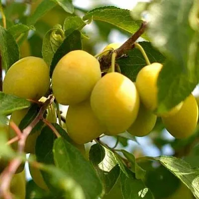 Слива ОЧАКОВСКАЯ ЖЕЛТАЯ  Слива ОЧАКОВСКАЯ ЖЕЛТАЯ в Россоши