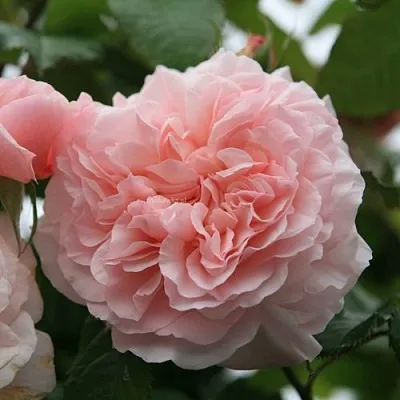 Саженцы роз РОЗ ДЕ ТОЛБИАК плетистая  Саженцы роз РОЗ ДЕ ТОЛБИАК плетистая в Россоши