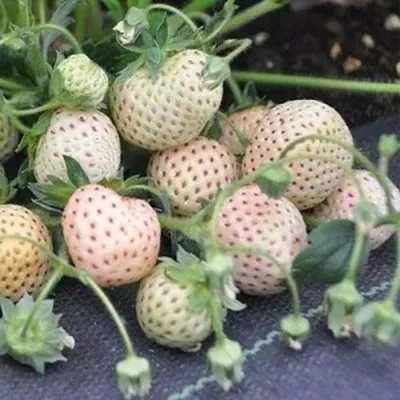 Клубника АНАНАСА ремонтантная в Россоши