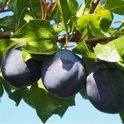 Слива ВОЛАТ  Слива ВОЛАТ в Россоши