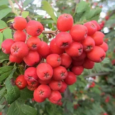 Рябина НЕВЕЖИНСКАЯ сладкоплодная  Рябина НЕВЕЖИНСКАЯ сладкоплодная в Россоши