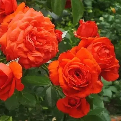 Саженцы роз МАЙНТАУЭР плетистая  Саженцы роз МАЙНТАУЭР плетистая в Россоши