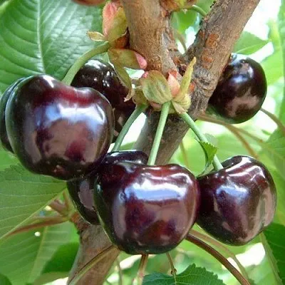 Черешня МУСКАТНАЯ  Черешня МУСКАТНАЯ в Россоши