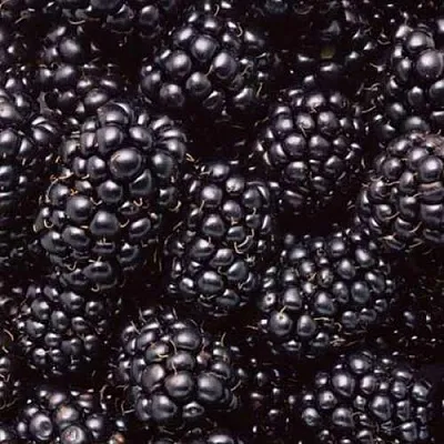 Ежевика ОРКАН бесшипная  Ежевика ОРКАН бесшипная в Россоши