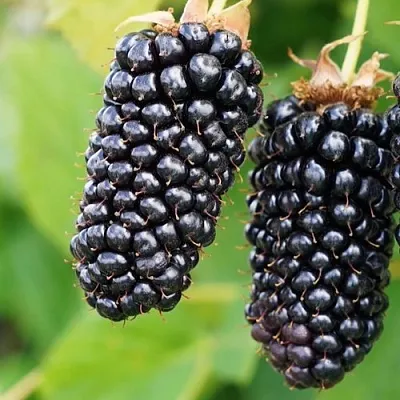 Ежевика КОЛАМБИЯ ГИГАНТ бесшипная  Ежевика КОЛАМБИЯ ГИГАНТ бесшипная в Россоши