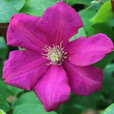 Клематис ЭРНЕСТ МАРКХАМ в Россоши