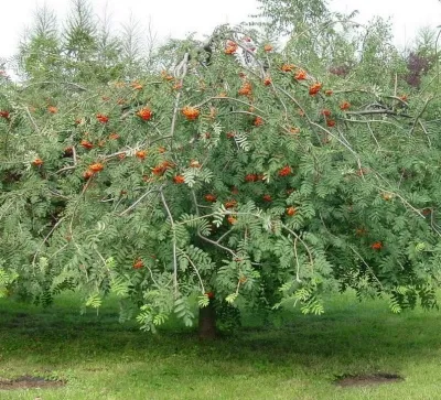 Рябина ПЛАКУЧАЯ сладкоплодная — описание сорта Рябина ПЛАКУЧАЯ сладкоплодная в Россоши