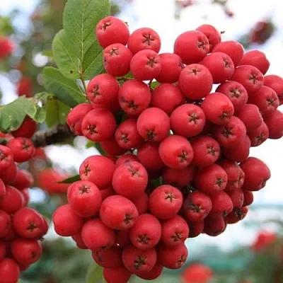 Рябина АЛАЯ КРУПНАЯ сладкоплодная  Рябина АЛАЯ КРУПНАЯ сладкоплодная в Россоши