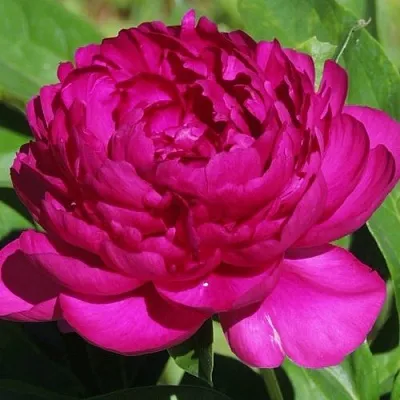 Пион БАРХАТ НОЧИ травянистый  Пион БАРХАТ НОЧИ травянистый в Россоши