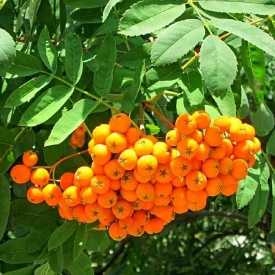 Рябина Диркинец Рябина Диркинец