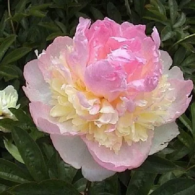 Пион РАСБЕРРИ САНДЕЙ травянистый  Пион РАСБЕРРИ САНДЕЙ травянистый в Россоши