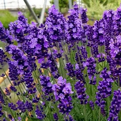 Лаванда ХИДКОТ БЛЮ узколистная в Россоши