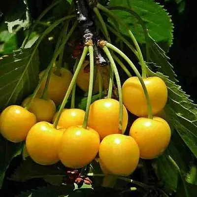 Черешня ЧЕРМАШНАЯ  Черешня ЧЕРМАШНАЯ в Россоши