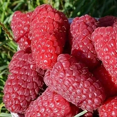 Малина САМОСВАЛ  Малина САМОСВАЛ в Россоши