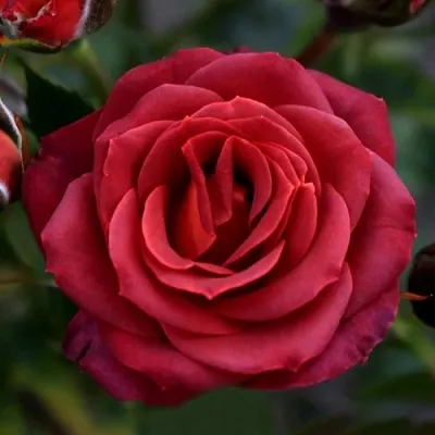 Саженцы роз ЧОКОЧИНО спрей  Саженцы роз ЧОКОЧИНО спрей в Россоши