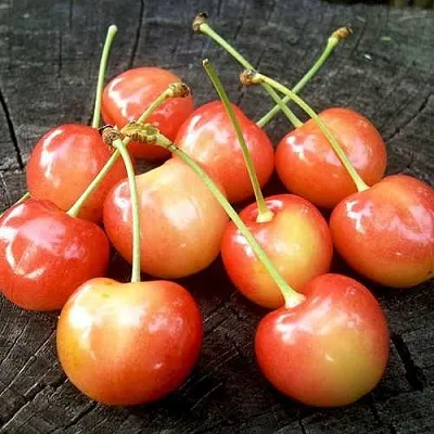 Черешня ЮЛИЯ  Черешня ЮЛИЯ в Россоши