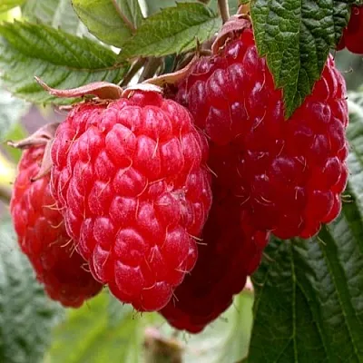 Малина КВЕЛЛИ  Малина КВЕЛЛИ в Россоши