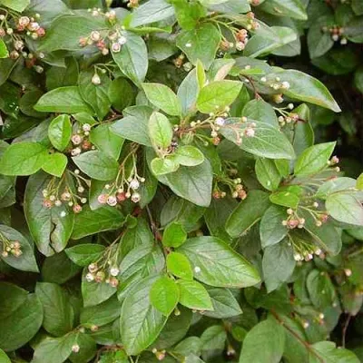 Кизильник блестящий в Россоши