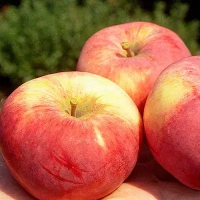 Яблоня ОРЛОВИМ  Яблоня ОРЛОВИМ в Россоши