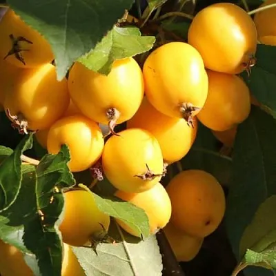 Яблоня ГОЛДЕН ХОРНЕТ декоративная  Яблоня ГОЛДЕН ХОРНЕТ декоративная в Россоши