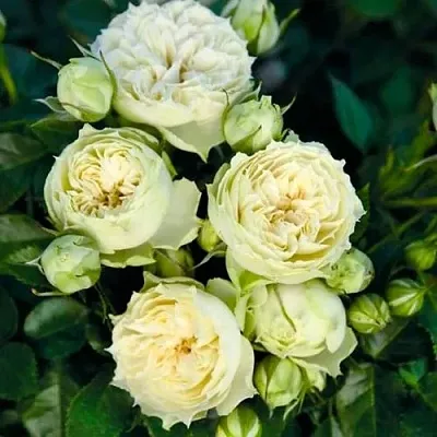 Саженцы роз БЛАНШЕТТ спрей  Саженцы роз БЛАНШЕТТ спрей в Россоши