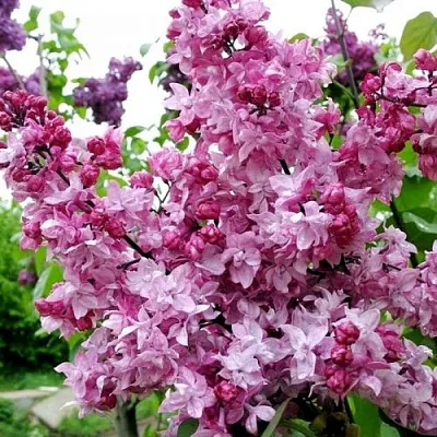 Сирень ОЛИМПИАДА КОЛЕСНИКОВА в Россоши