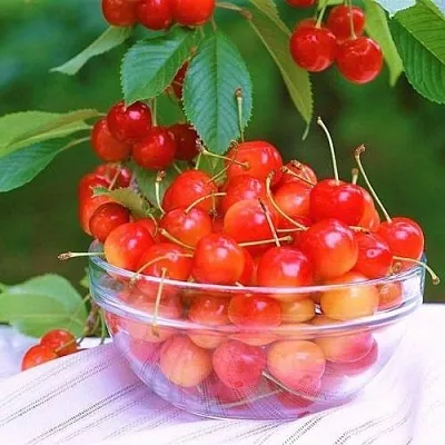 Черешня НАСЛАЖДЕНИЕ  Черешня НАСЛАЖДЕНИЕ в Россоши