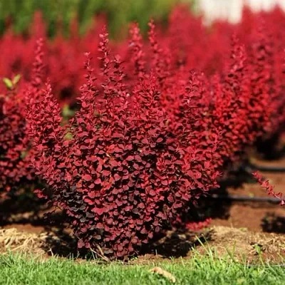 Барбарис ОРАНЖ РОКЕТ тунберга в Россоши