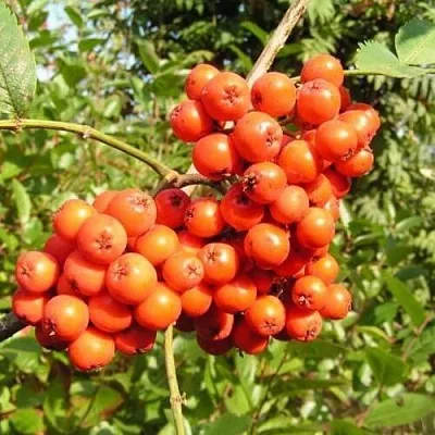 Рябина КОНЦЕНТРА сладкоплодная  Рябина КОНЦЕНТРА сладкоплодная в Россоши