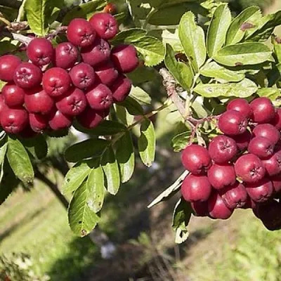 Рябина БУРКА сладкоплодная  Рябина БУРКА сладкоплодная в Россоши