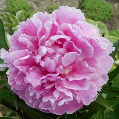 Пион РИМ травянистый  Пион РИМ травянистый в Россоши