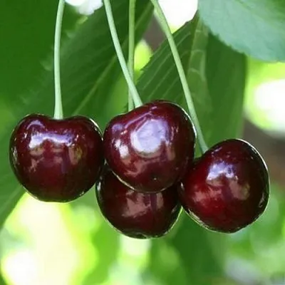 Черешня ЛЕНИНГРАДСКАЯ ЧЁРНАЯ  Черешня ЛЕНИНГРАДСКАЯ ЧЁРНАЯ в Россоши