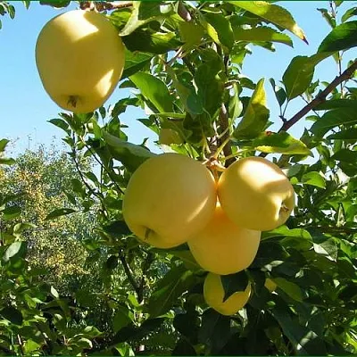 Яблоня ГОЛДЕН МИЛЛЕНИУМ  Яблоня ГОЛДЕН МИЛЛЕНИУМ в Россоши