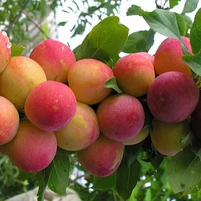 Слива СКОРОПЛОДНАЯ  Слива СКОРОПЛОДНАЯ в Россоши