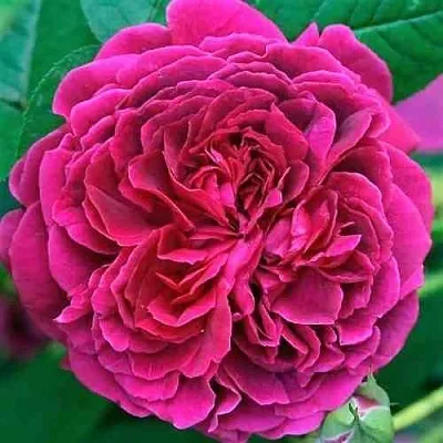 Саженцы роз ВИЛЬЯМ ШЕКСПИР английская  Саженцы роз ВИЛЬЯМ ШЕКСПИР английская в Россоши