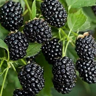 Бесшипная  Бесшипная в Россоши