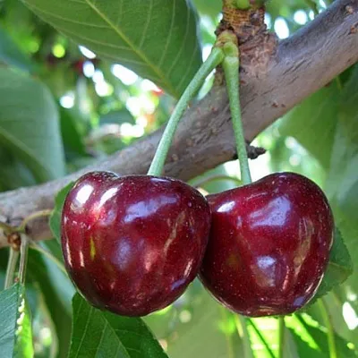 Черешня СЮБАРОВСКАЯ  Черешня СЮБАРОВСКАЯ в Россоши