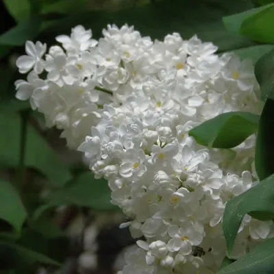 Сирень РУССКИЙ СЕВЕР в Россоши