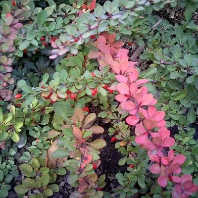 Барбарис ГРИН КАРПЕТ тунберга в Россоши