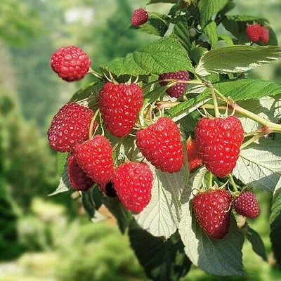 Малина РУБИФОЛ  Малина РУБИФОЛ в Россоши