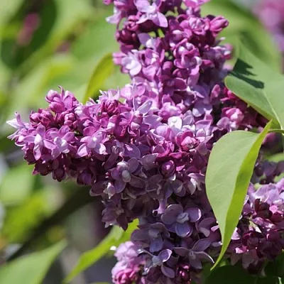 Сирень ИЗОБИЛИЕ в Россоши