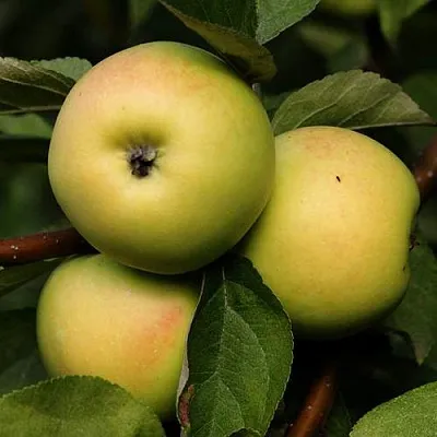 Яблоня ДАНИЛА  Яблоня ДАНИЛА в Россоши