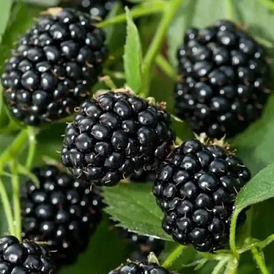 Ежевика ТРИПЛ КРАУН бесшипная  Ежевика ТРИПЛ КРАУН бесшипная в Россоши