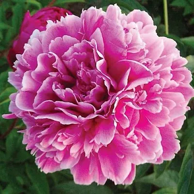 Пион ПУРПУРНАЯ ФЕЕРИЯ травянистый  Пион ПУРПУРНАЯ ФЕЕРИЯ травянистый в Россоши